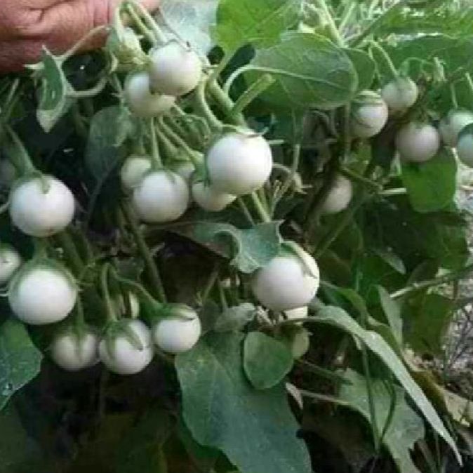 Hạt Giống Cà Pháo Trắng siêu trái/Gói 0.2gram