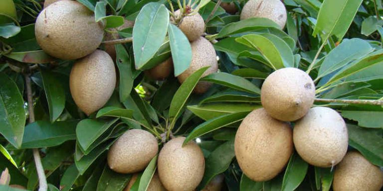 Thuốc trừ RẦY XANH - BỌ TRỈ gói 100gr