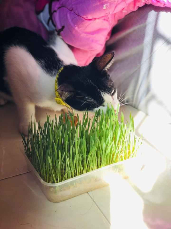 Giống cỏ cho mèo