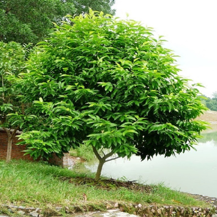 CÂY  HOA NGỌC LAN TRẮNG, HOA THƠM
