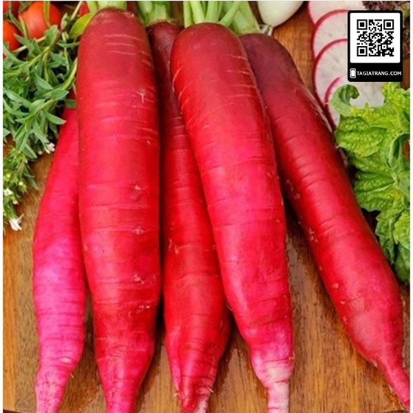Hạt giống củ cải đỏ dài - Gói 2g