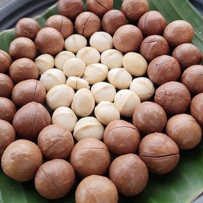 Hạt Mắc Ca Sạch ĐắkLắk - Macca Nứt Vỏ Tây Nguyên (250g/túi)