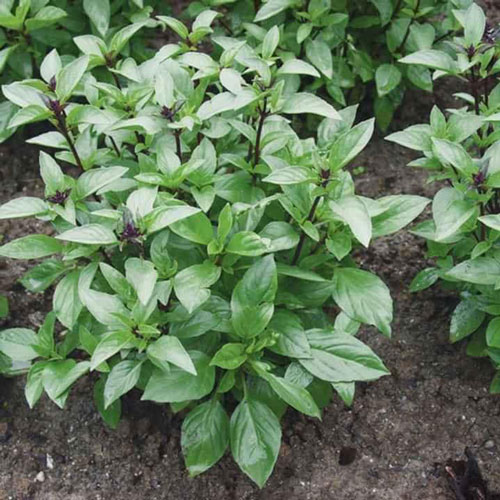 🌱Hạt Giống Rau Quế🌱( Nảy mầm cao, Thơm , Ngon, Bổ Dưỡng) - 1gram/gói