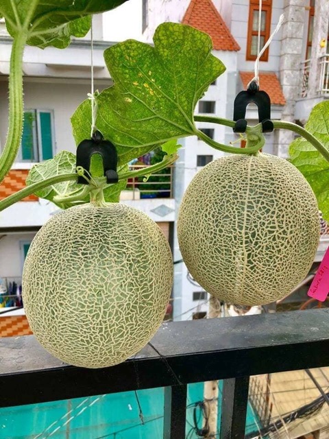 Hạt giống dưa lưới xanh