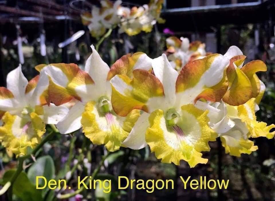 Hoa lan den lai cat mắt phụng vàng