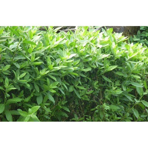 CÂY GIỐNG CÂY CÚC TẦN (CÂY ĐẠI BI , CÂY TỪ BI XANH)