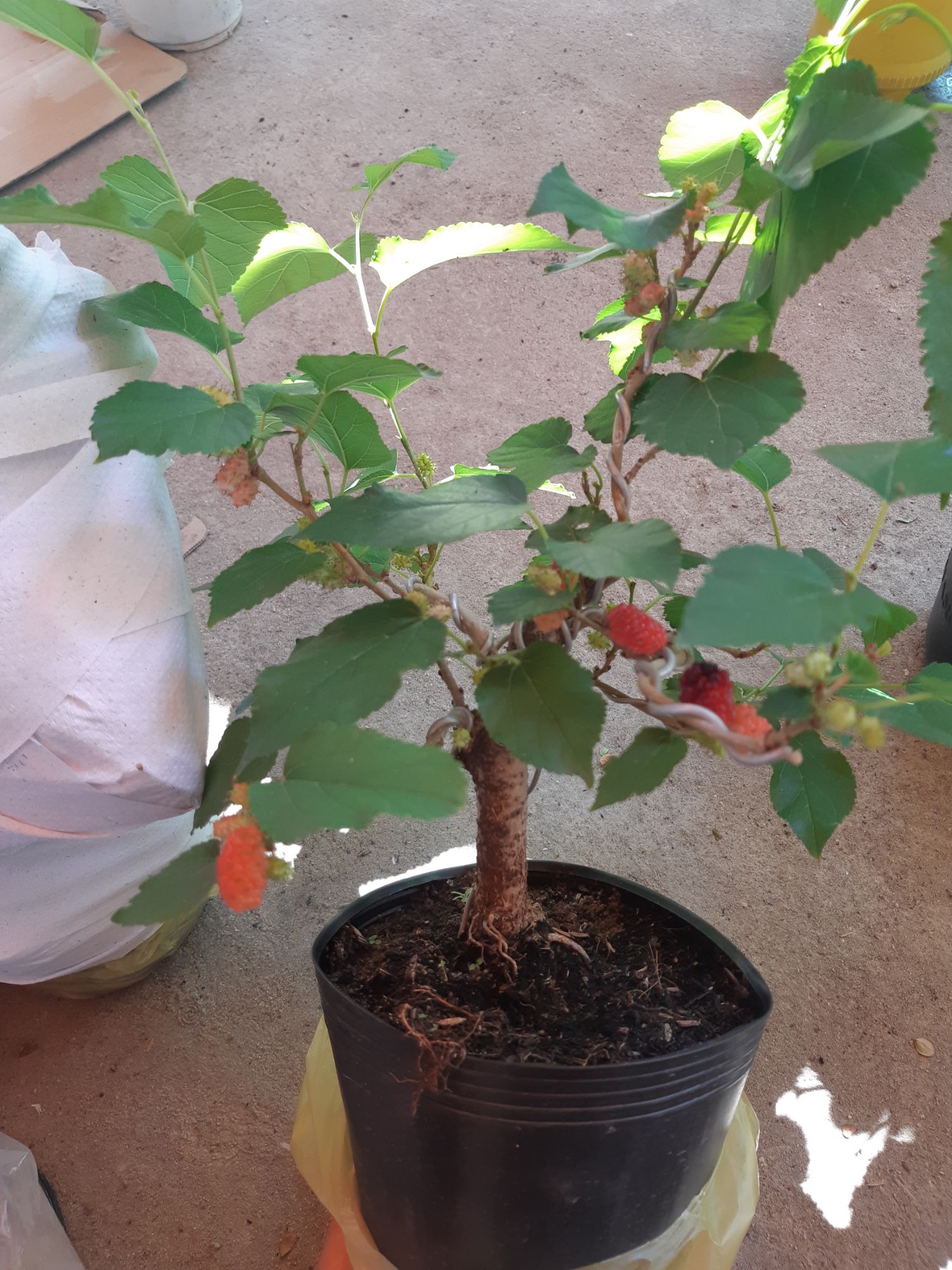 cây dâu tằm bonsai mini
