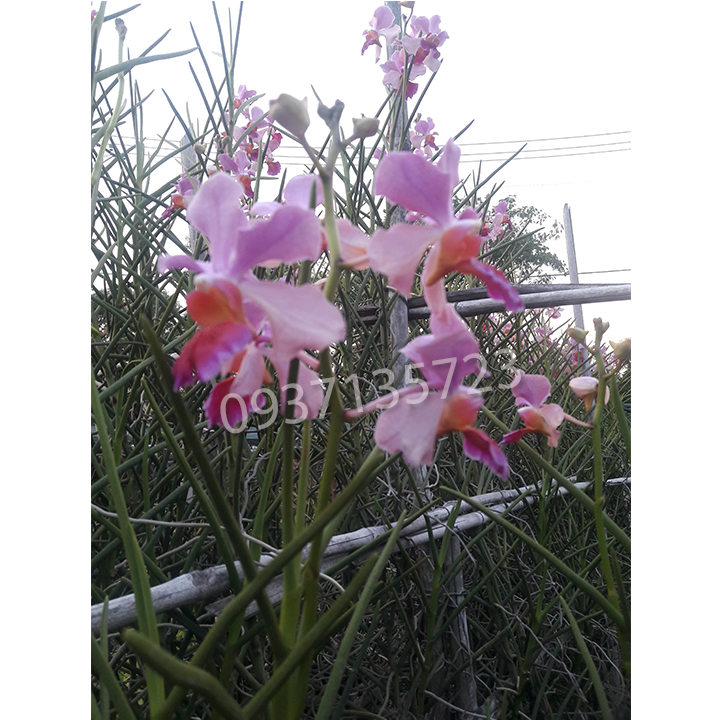 [HCM]CÂY lan Vanda cây giống lá hình tròn trụ - Vanda lá kim-combo 3 cây