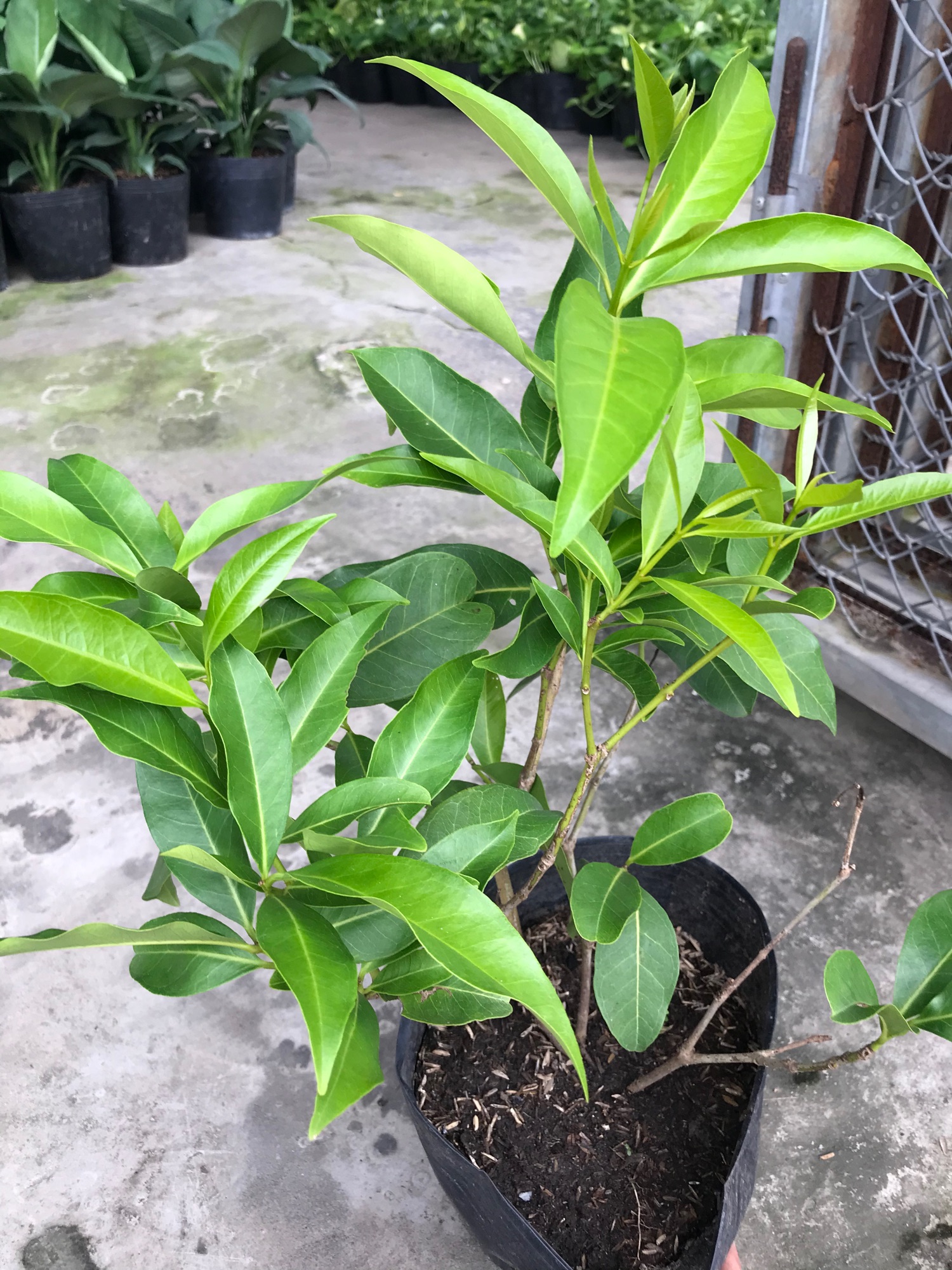 Cây lá vối + tặng phân bón cho cây mau lớn