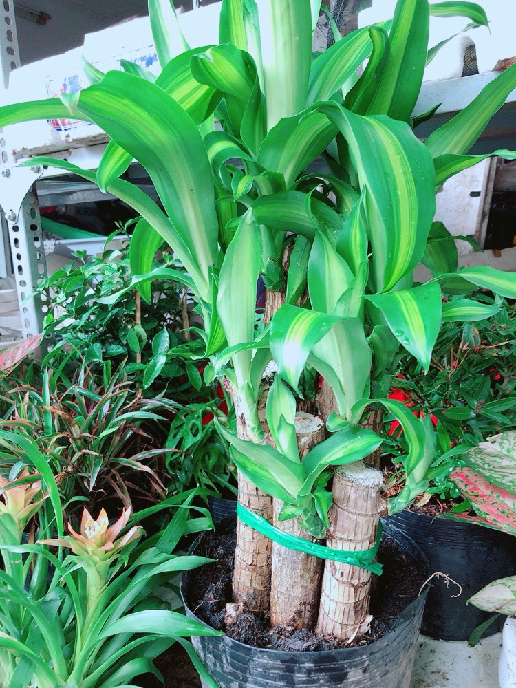 Cây Phát Tài Lớn