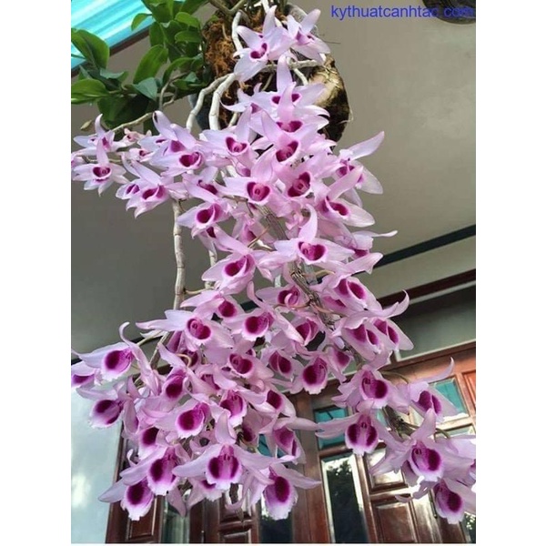 Combo 50 túi lưới phân dê 20cm chuyên dùng bón lan