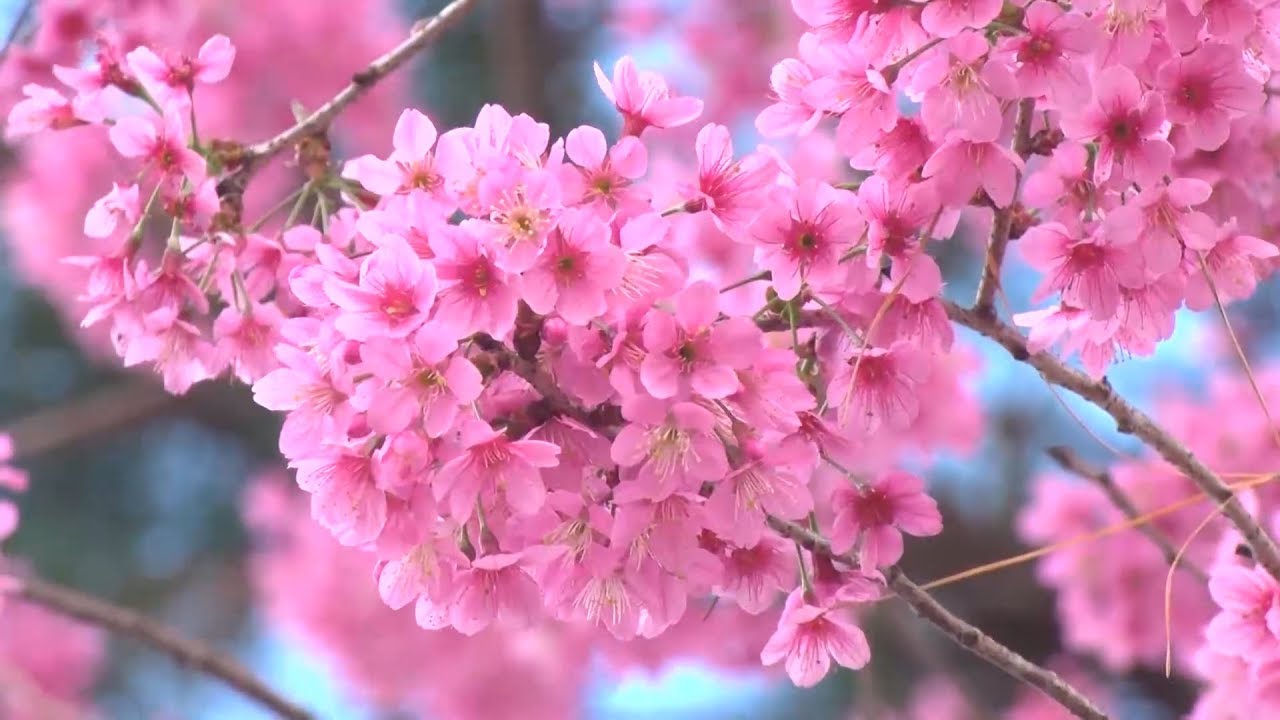 CÂY GIỐNG HOA MAI ANH ĐÀO NHẬT BẢN