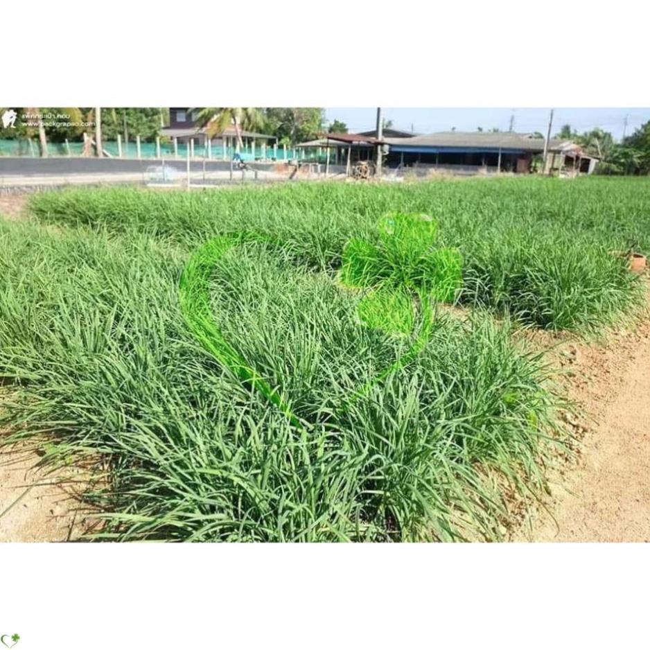 Hạt giống hẹ lá - gói 1 gram