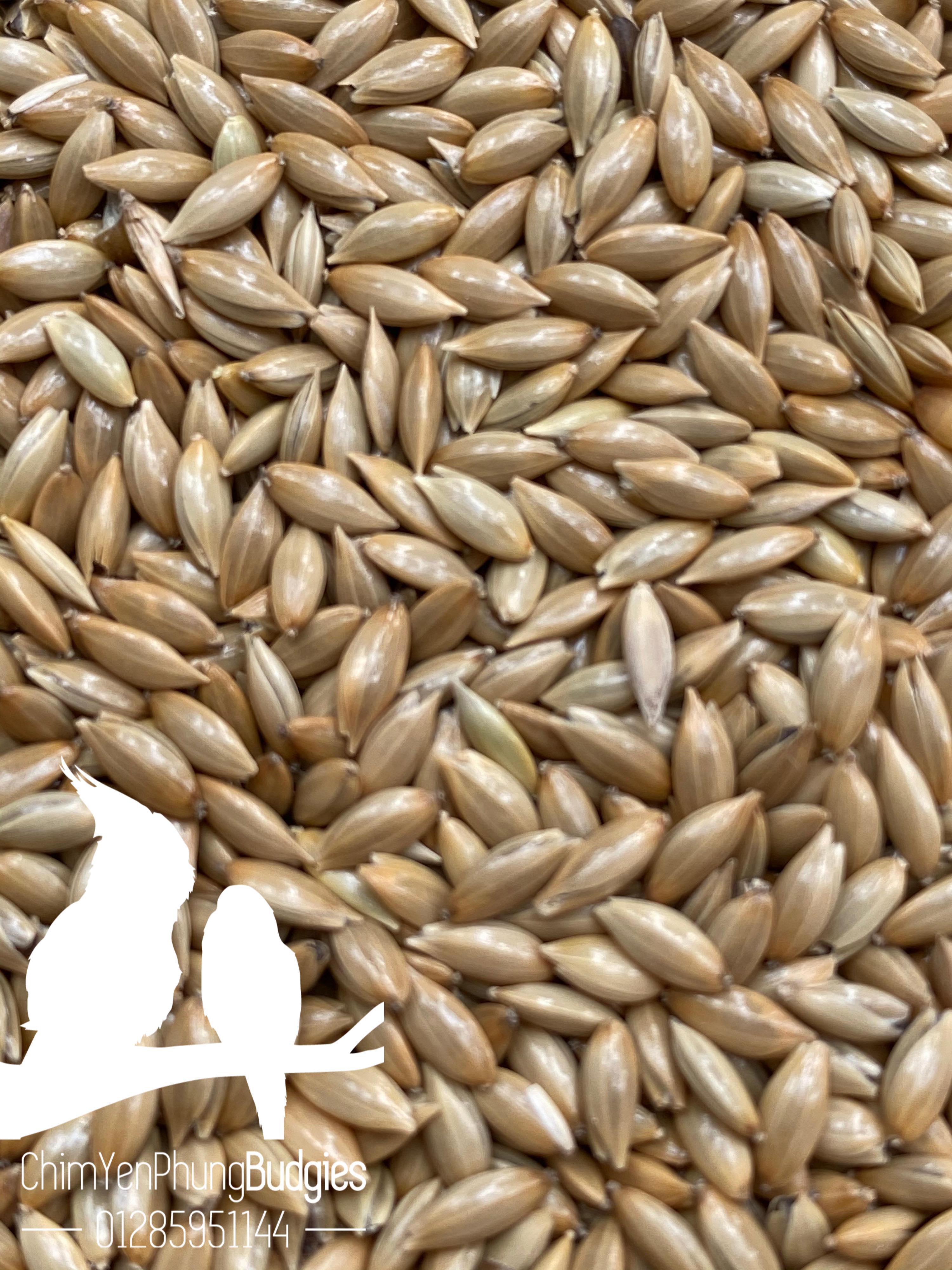5kg hạt láng cho Yến Hót, Chim Cảnh.