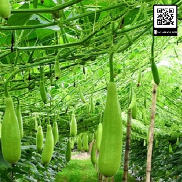 Hạt giống Bầu xị lai - Gói 2g