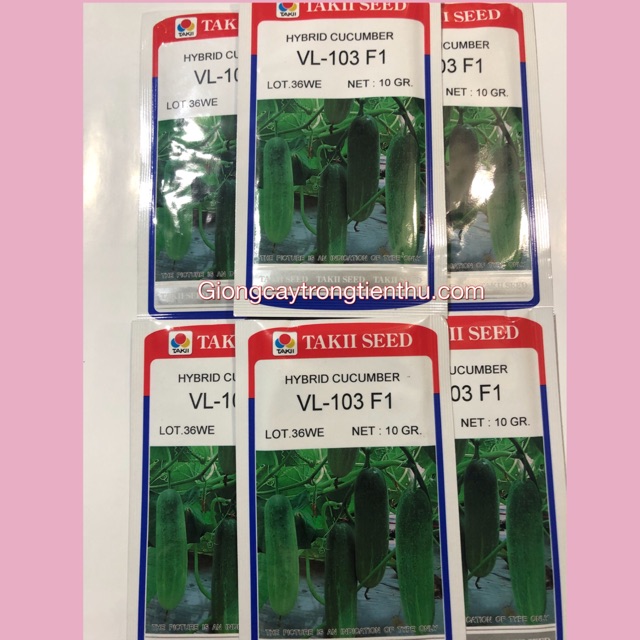 HẠT GIỐNG DƯA LEO VL-103 F1 (gói 10gr)