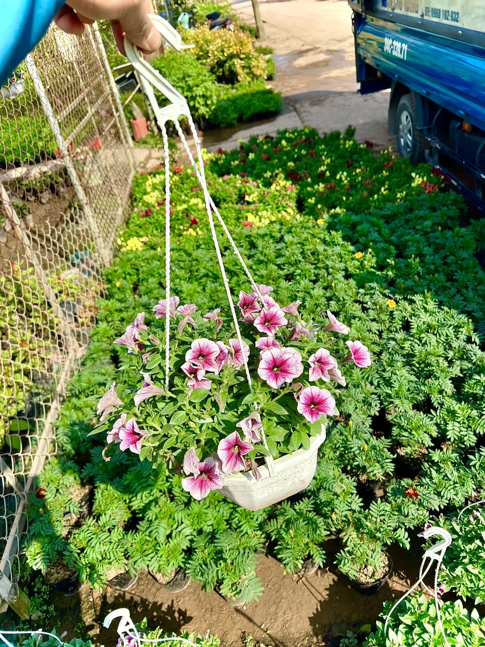 Chậu hoa dạ yến đang hoa chậu treo