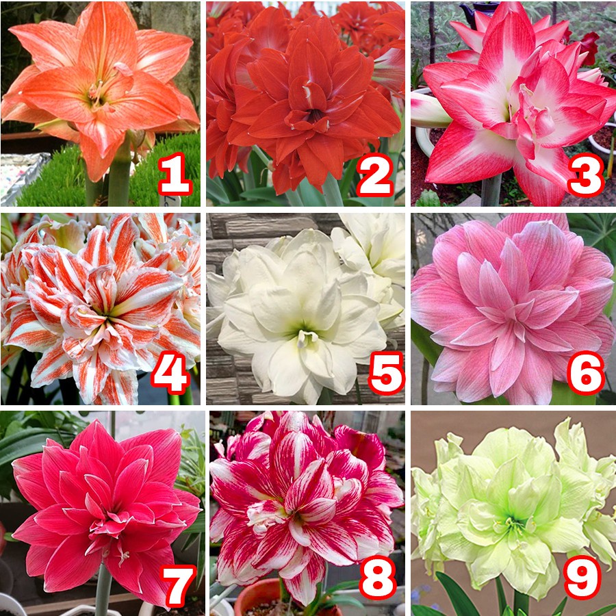 CỦ HOA HUỆ TÂY CÁNH KÉP