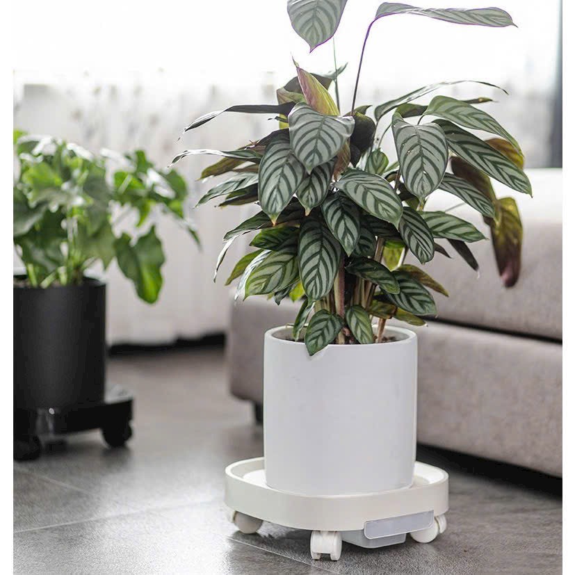 Đế lót chậu hoa cây cảnh có bánh xe thông minh - kệ để chậu cảnh
