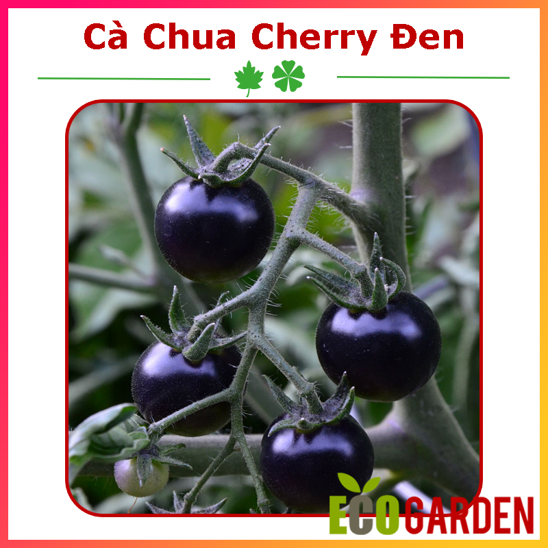 Hạt Giống Cà Chua Cherry Đen Lai F1 (ECO.139)