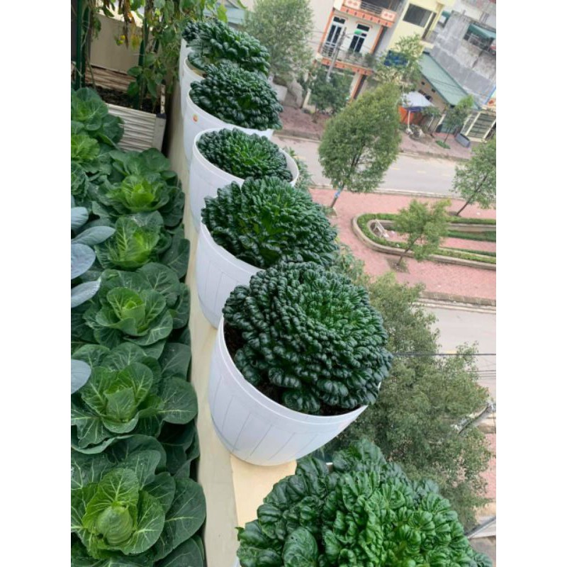 hạt giống cải hoa hồng 200 hạt (cải Tatsoi)