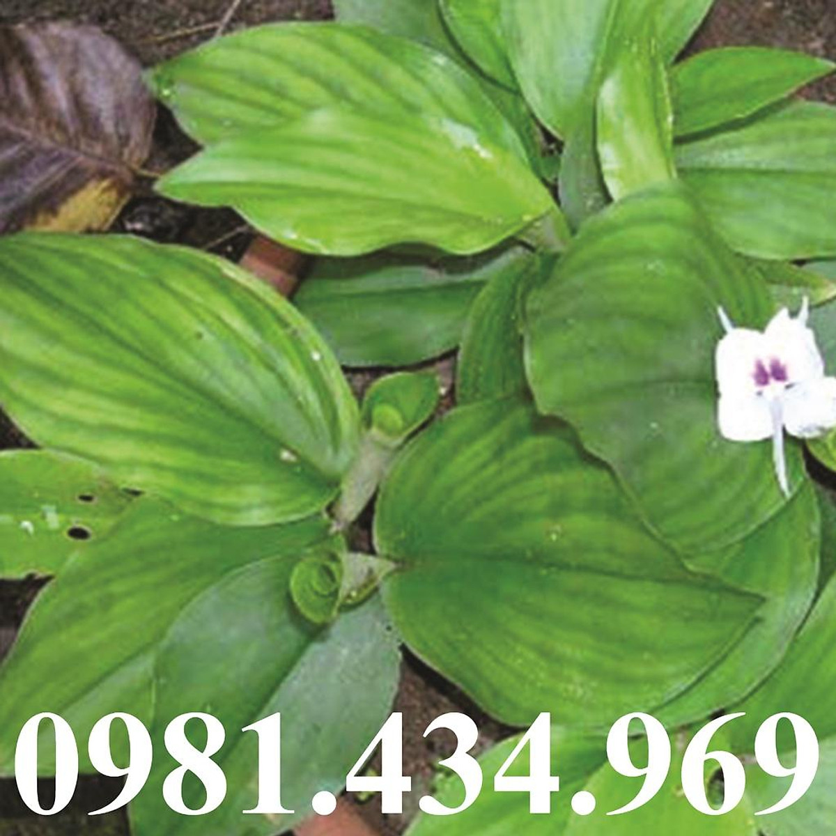 Củ Địa Liền (Xá Kén) Tươi 500G lz3