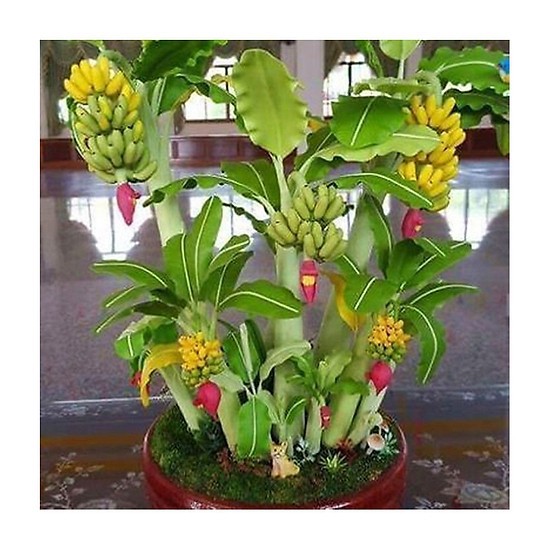 Hạt Giống Chuối Mini - 10 Hạt