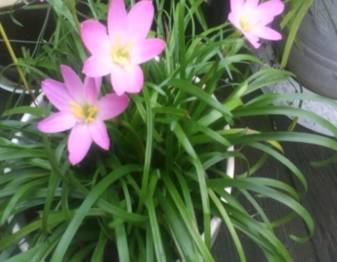 1 chậu hoa hẹ