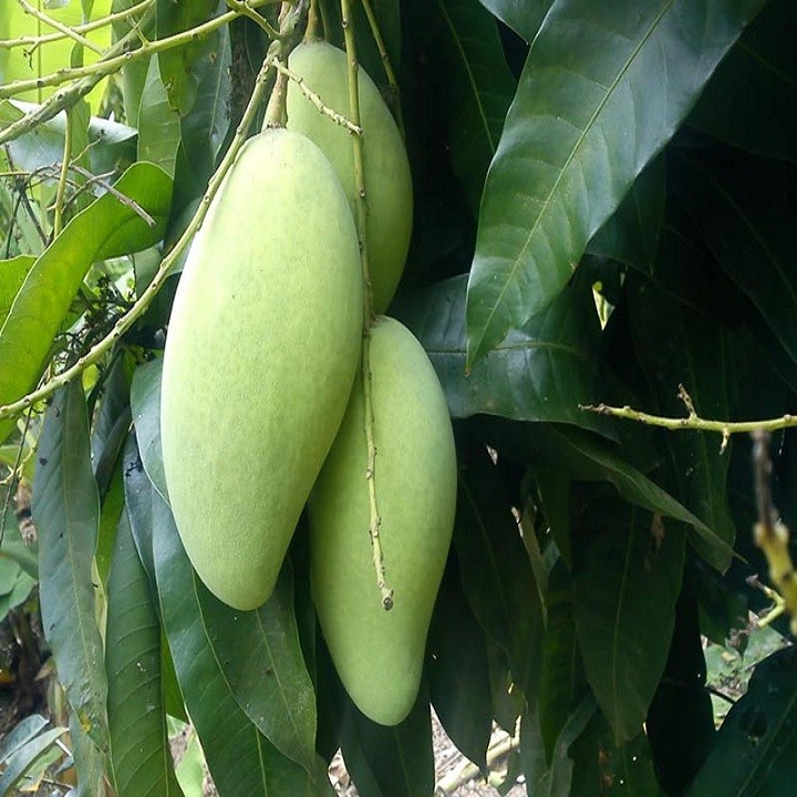 Cây giống xoài Thái - C088
