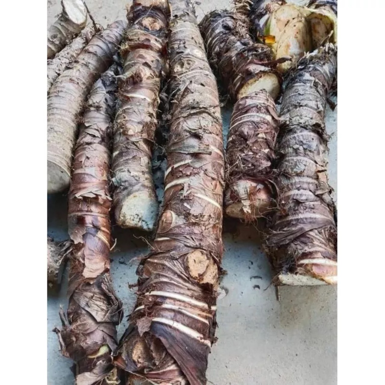 1kg CỦ BẠC HÀ NÚI CỦ BẠC HÀ NÚI