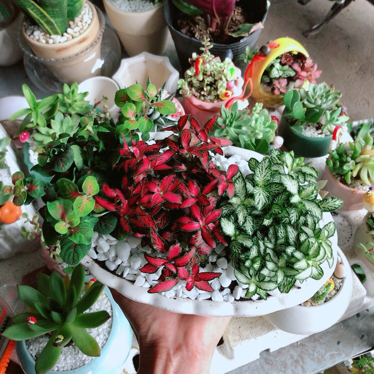 Chậu cây cẩm nhung (cây may mắn)