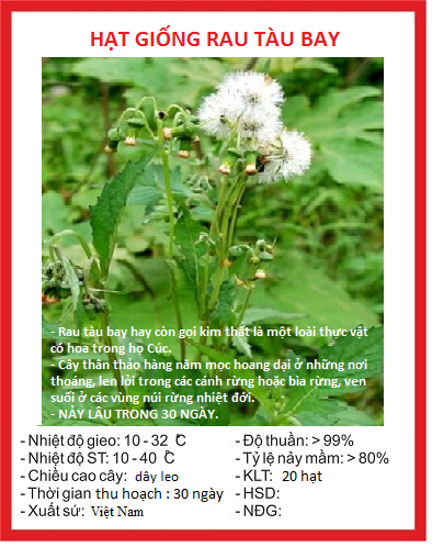 Hạt giống rau tàu bay - 1 gói 20 hạt