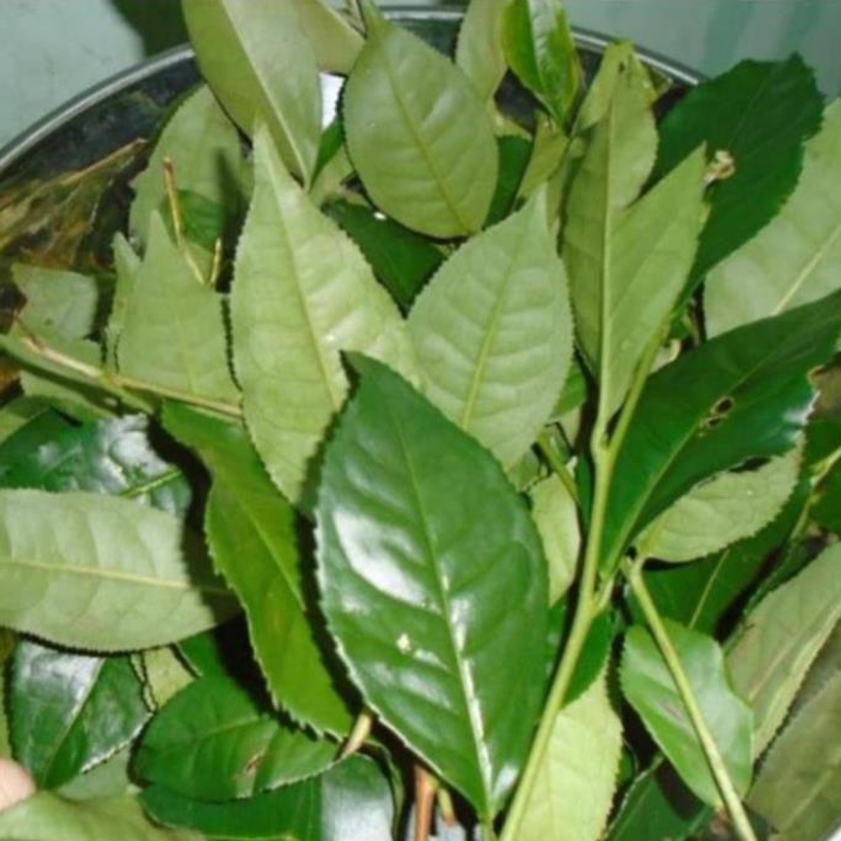Combo 7 cây giống trà xanh thái nguyên - chè xanh