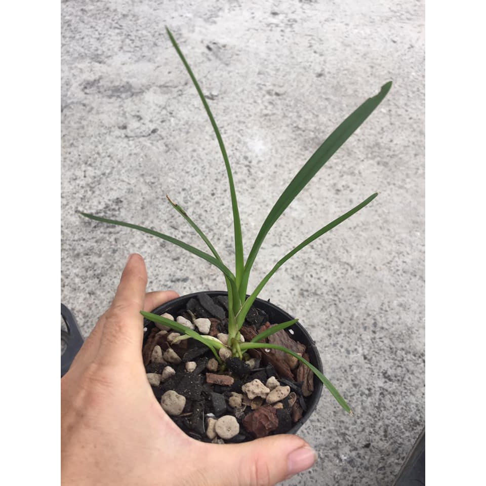 Cây giống lan kiếm xanh Huế gieo hạt