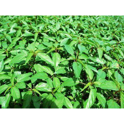 hạt giống rau đay đỏ và xanh