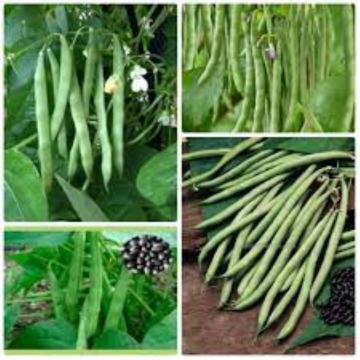15 gram hạt giống đậu cove lùn