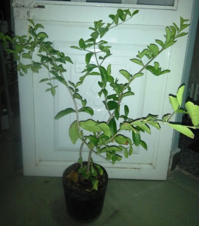 2 Cây sơ ri chiều cao 50-60cm