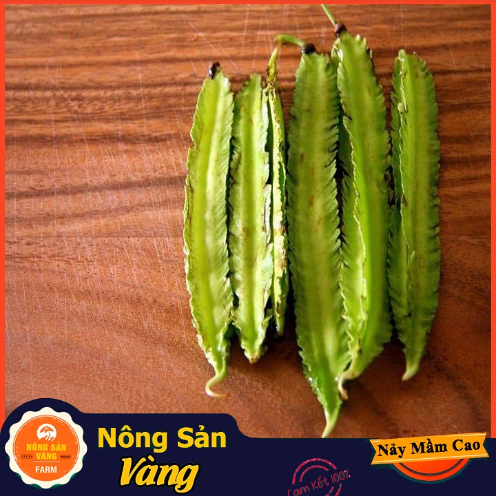 Square bean, cactus Bean (dragon bean), growth and healthy, high health (10 gram pack)-shallow yellow product