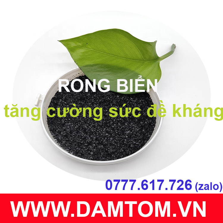 Bột rong biển (Seaweed extract powder) dạng bột, vảy tan 100% (gói 500g)