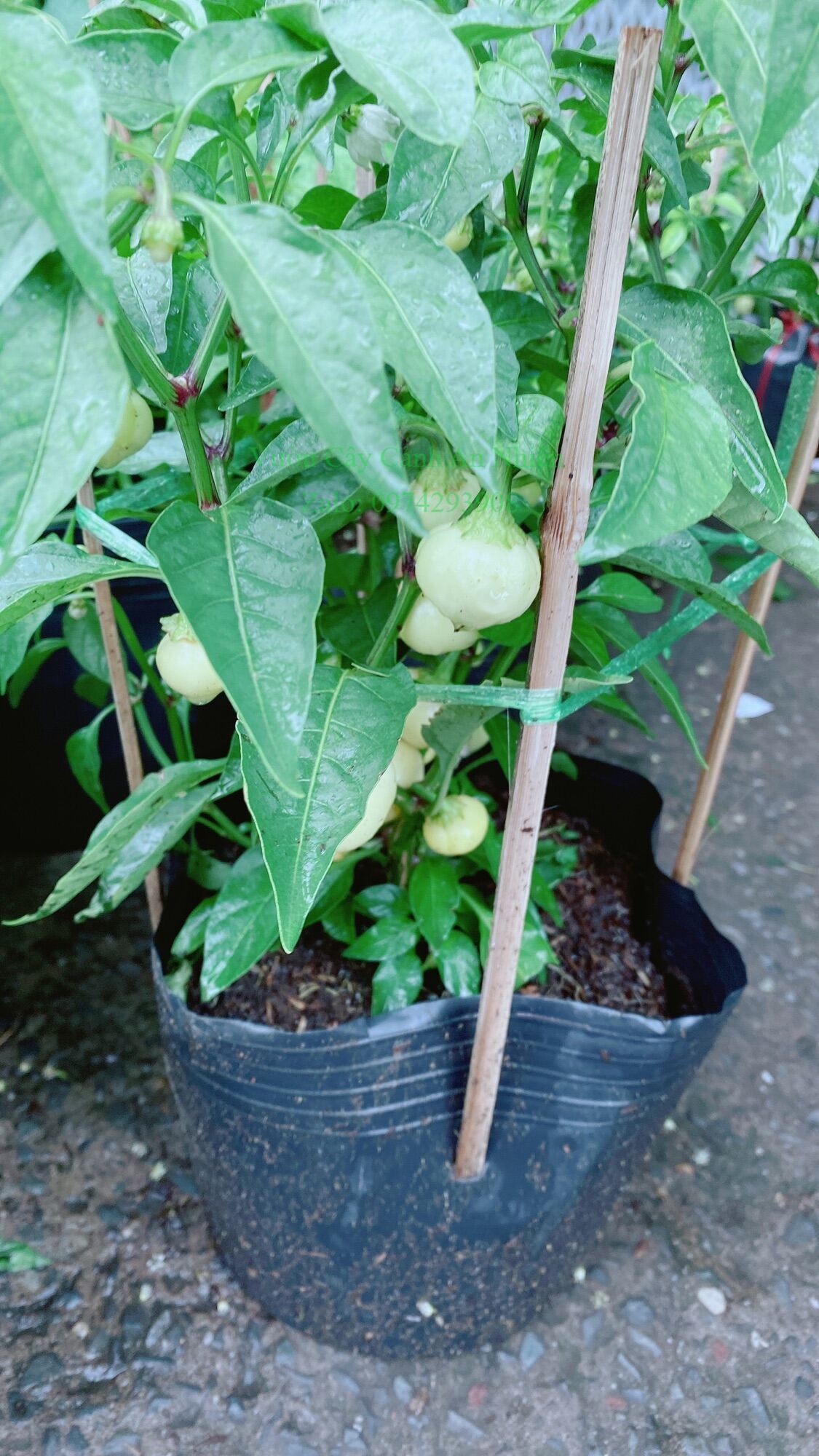 Cây Ớt Cà