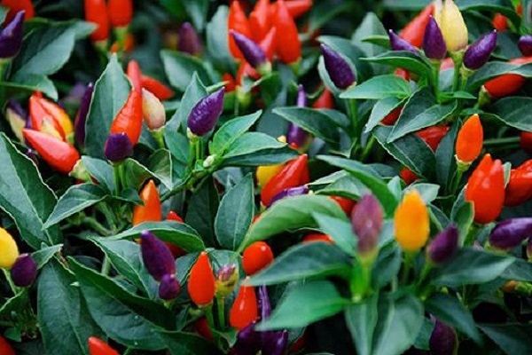 Hạt Giống Ớt Ngũ Sắc