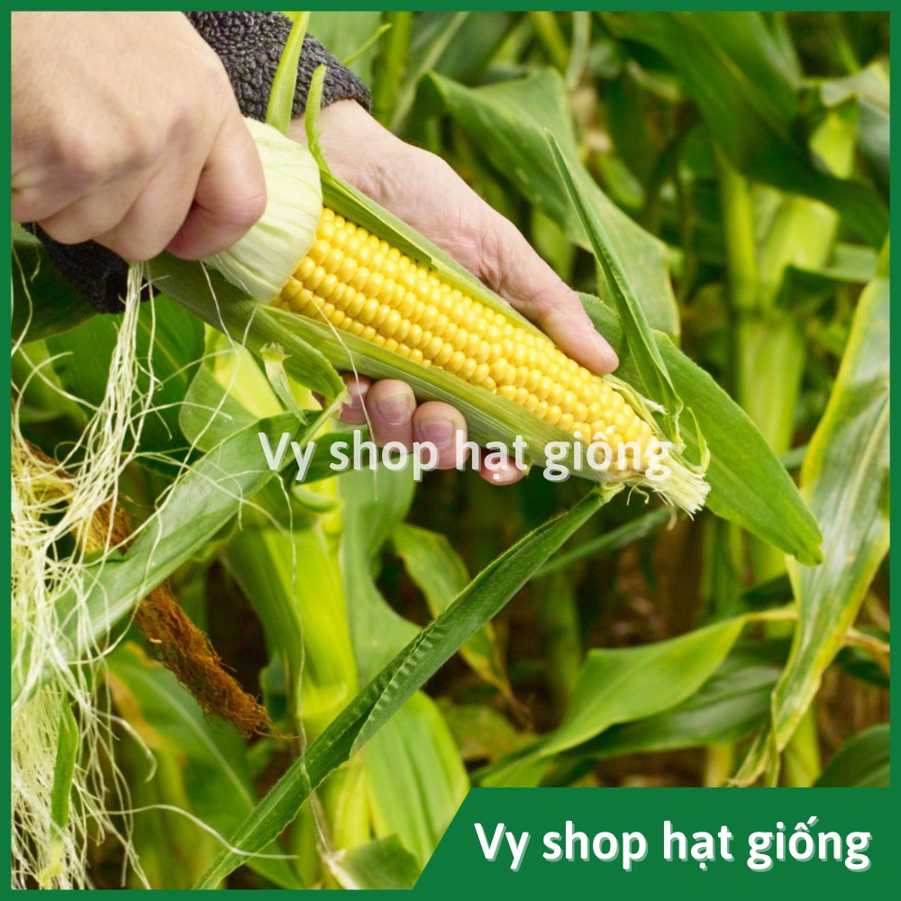 Hạt giống bắp Mỹ  (ngô ngọt) Thái Lan gói 110 hạt