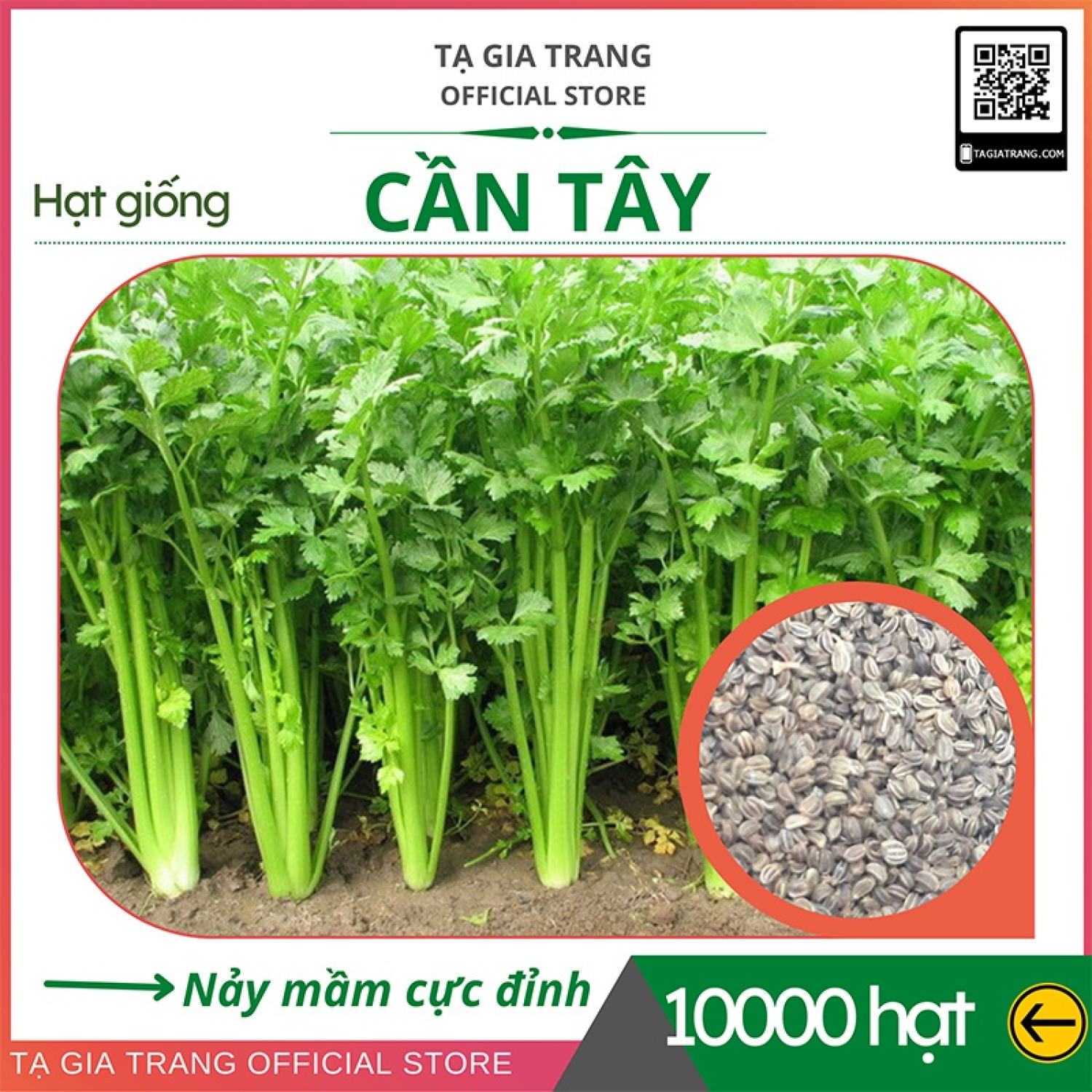 Ma63 gói 200 hạt giống cần tây - shop hạt giống tạ gia trang