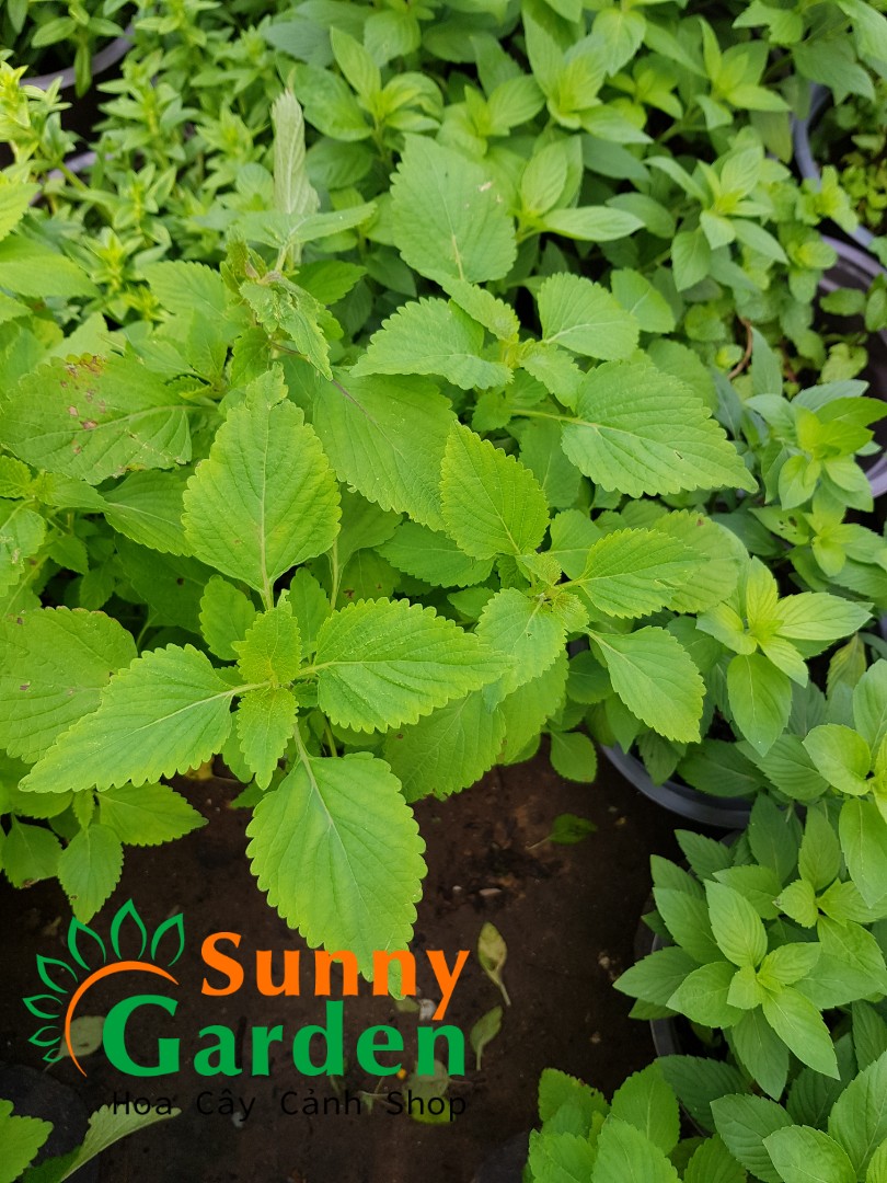 Cây Kinh Giới - Chậu Rau