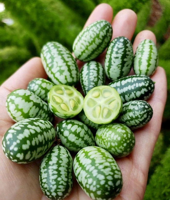 5H_Hạt Giống Dưa Chuột Mexico (dễ trồng)