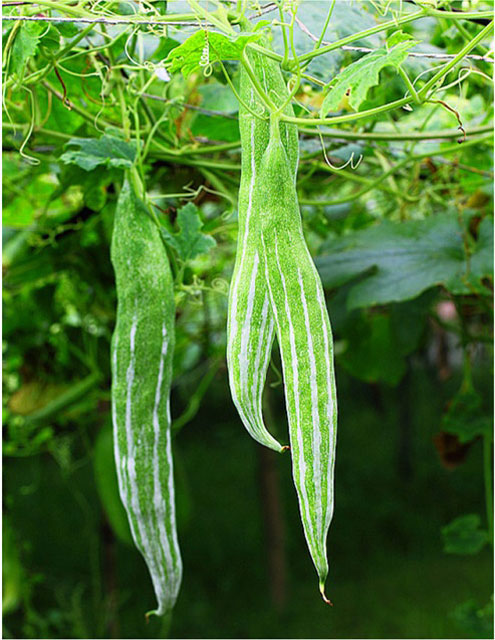 Hạt giống lặc lày