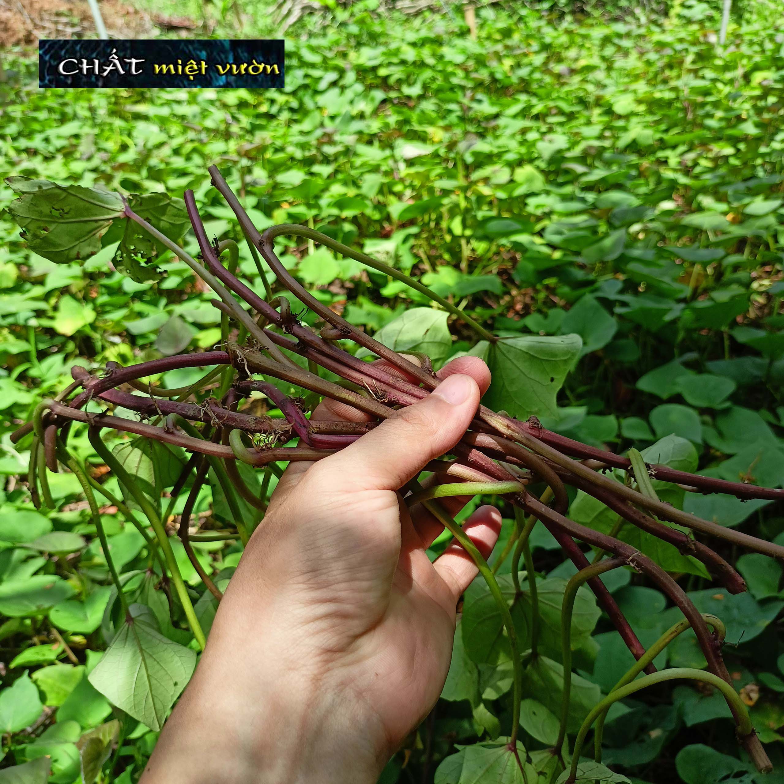 Bó 10 Dây khoai lang giống siêu củ/siêu đọt (1 cây giống đỏ/xanh dài ~35cm)
