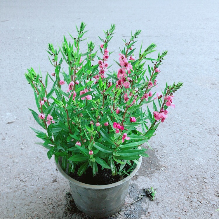 Hoa lưu Ly