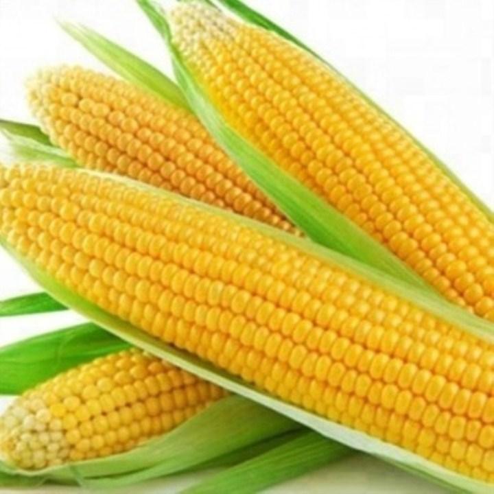 Hạt giống ngô ngọt 30 hạt
