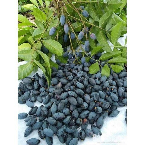 (UY TÍN) cây giống trám đen siêu quả